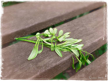 Leaf On Bench