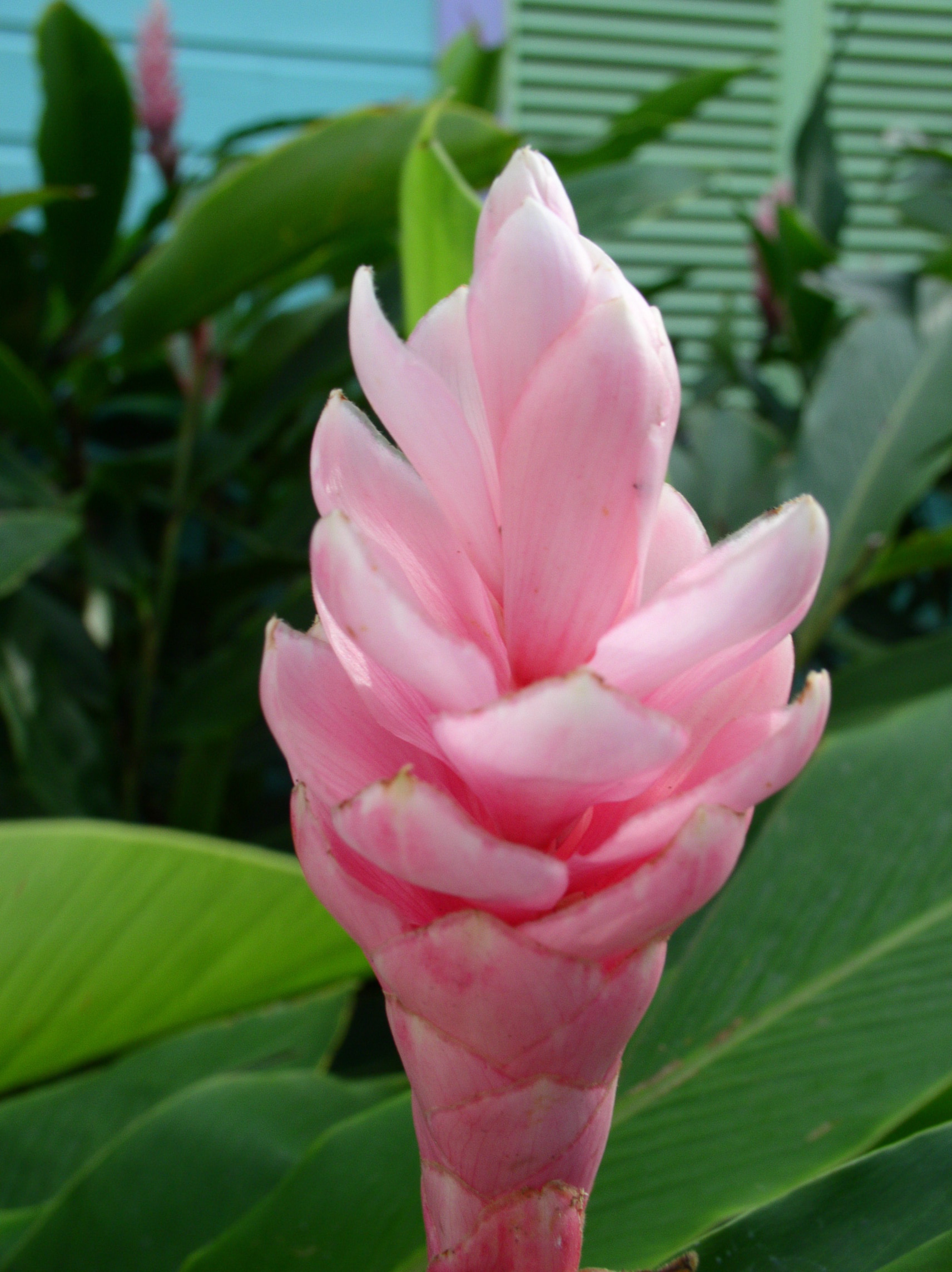 Pink Flower Stem