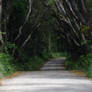 Tree Lined Road 3