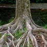 Tree Roots