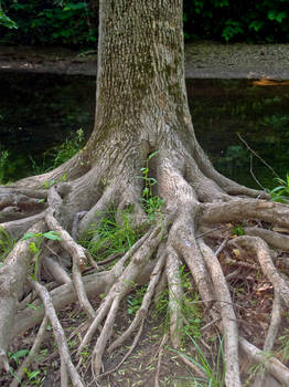 Tree Roots