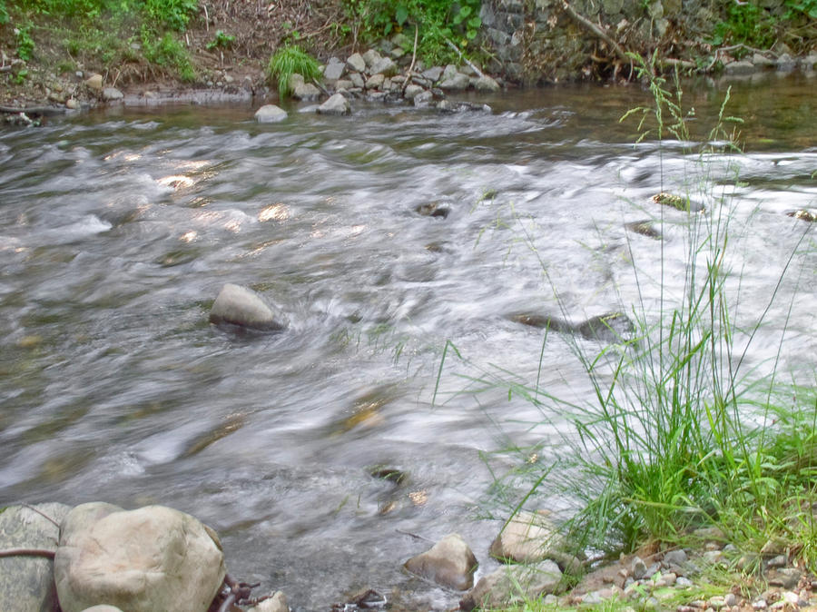 Grass On Bank 2