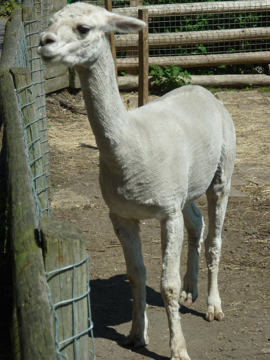 Mudchute Llama