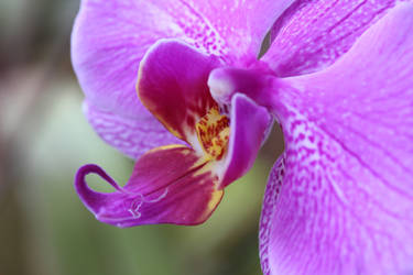 Orchidea 4