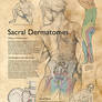 Sacral Dermatomes