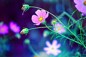 Behind the blue is magic