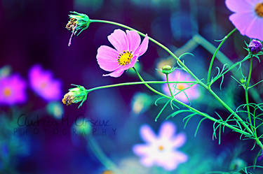 Behind the blue is magic