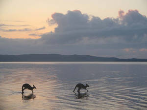 Kangaroos walking on water