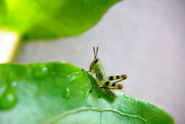 Grasshopper