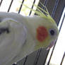 Pikachu the Cockatiel