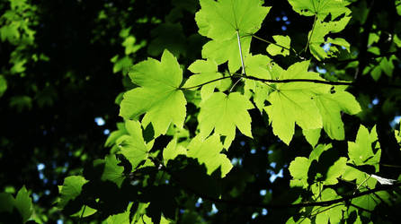 Light in the leaves