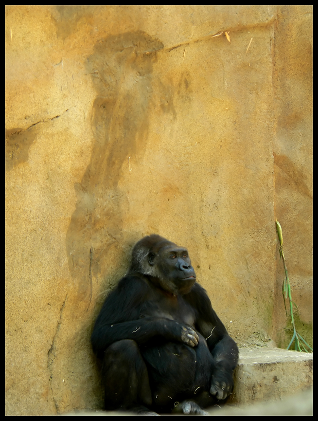 Lonely Gorilla