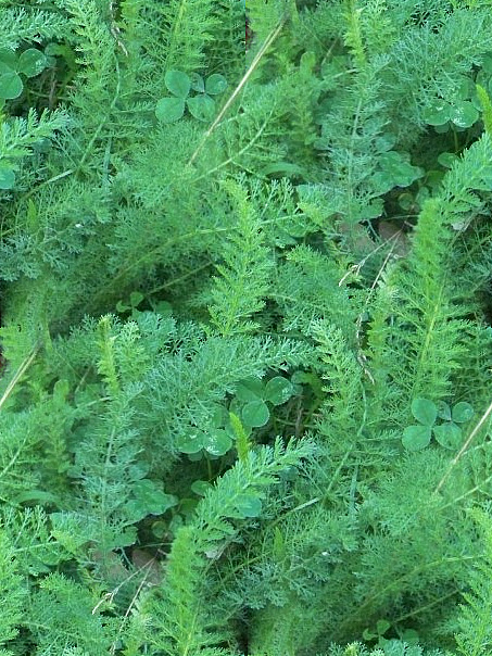 Ferns texture