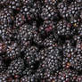 Blackberries