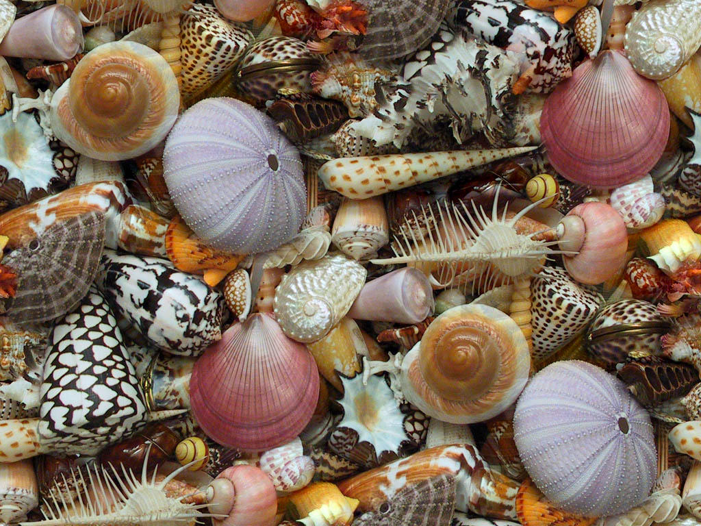 Shells by lylejk on DeviantArt