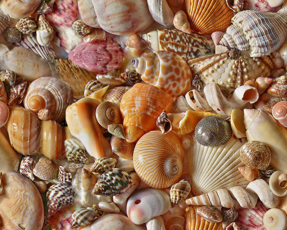 Seamless shells by lylejk on DeviantArt