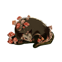 Mushroom opossum 