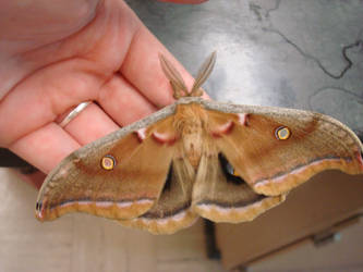 Polyphemus Moth