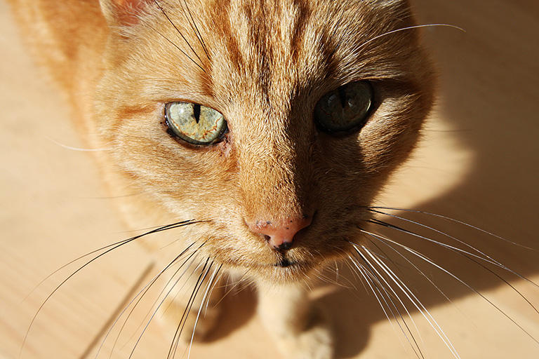 Red cat by Rolinde on DeviantArt