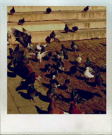 Pigeons