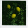 citrons.