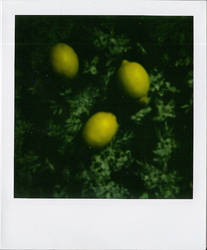 citrons.