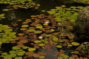 lilly pond