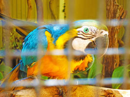 Macaw