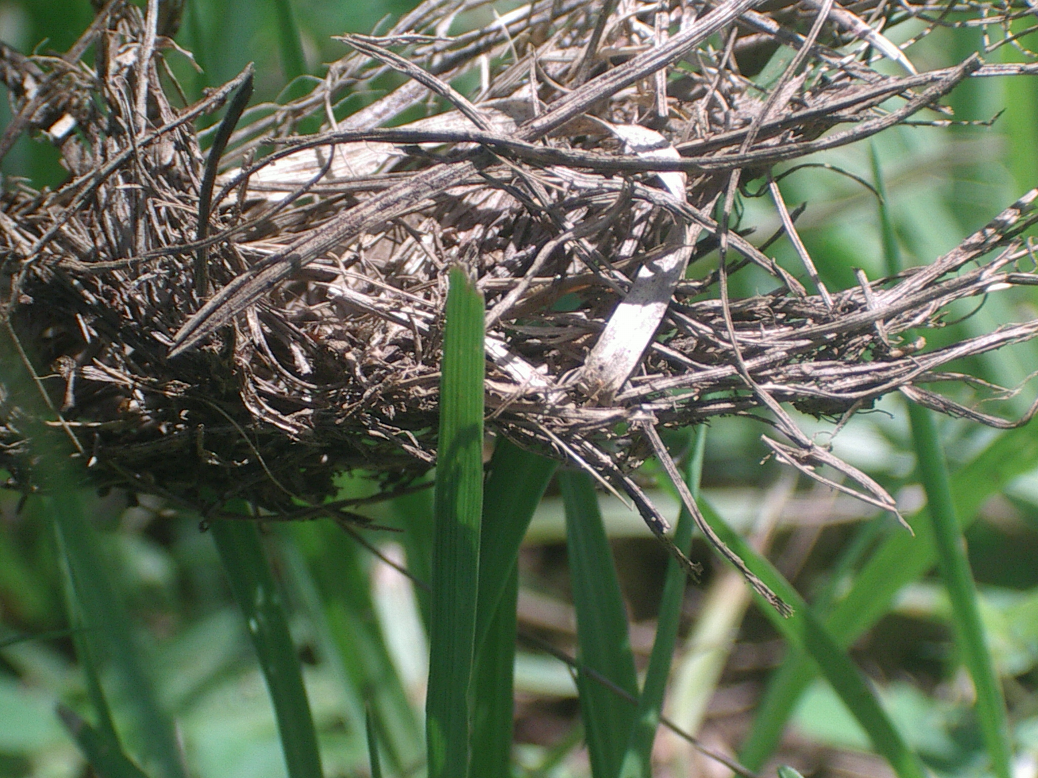 Grass.... alive and dead by BlueStarBlue on DeviantArt