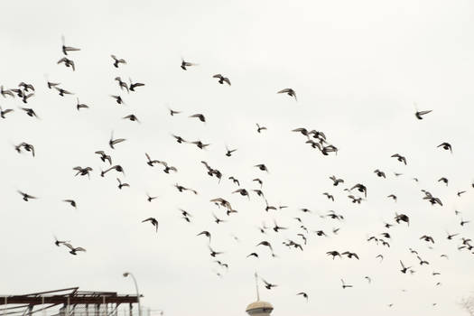 Pigeons flight