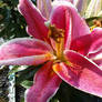 Pink Lily Close-up
