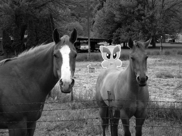 Out in the Country Black+White