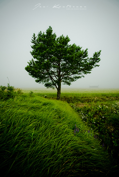 One tree field