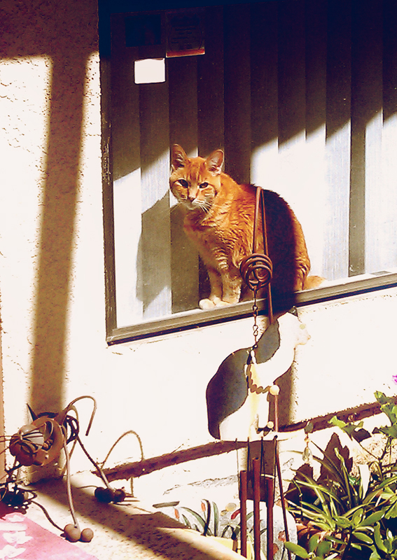 Kitteh in the window 2