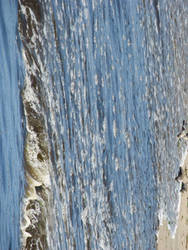 Cape Cod Sea Birds