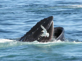 Humpback Whale Feeding