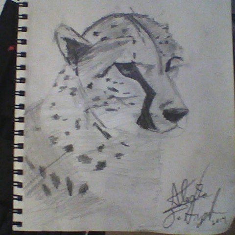 Cheetah Quick Sketch 7.21.14