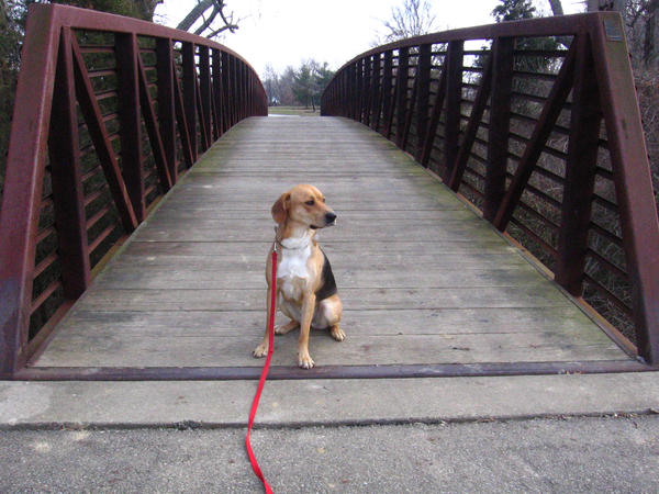 Dog, bridge by Nico-Stock on DeviantArt