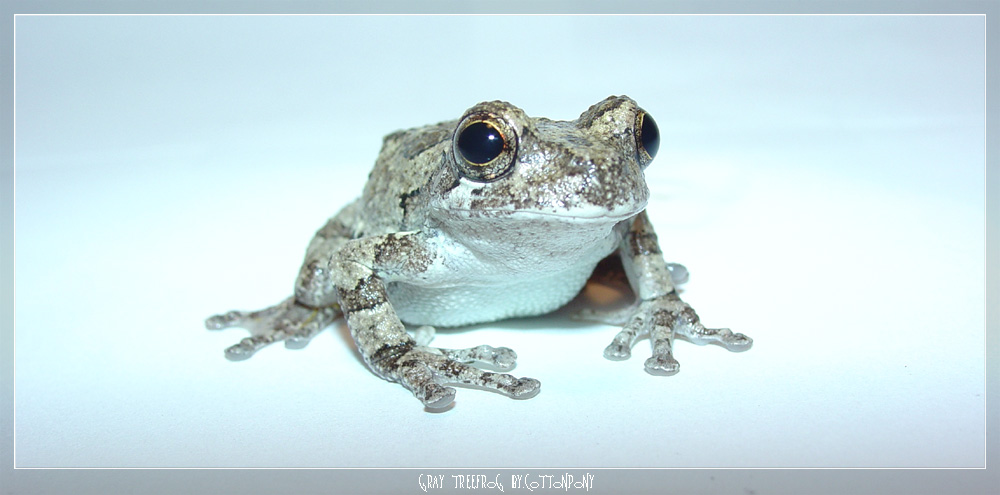 Grey treefrog by strangebynature Grey treefrog by strangebynature