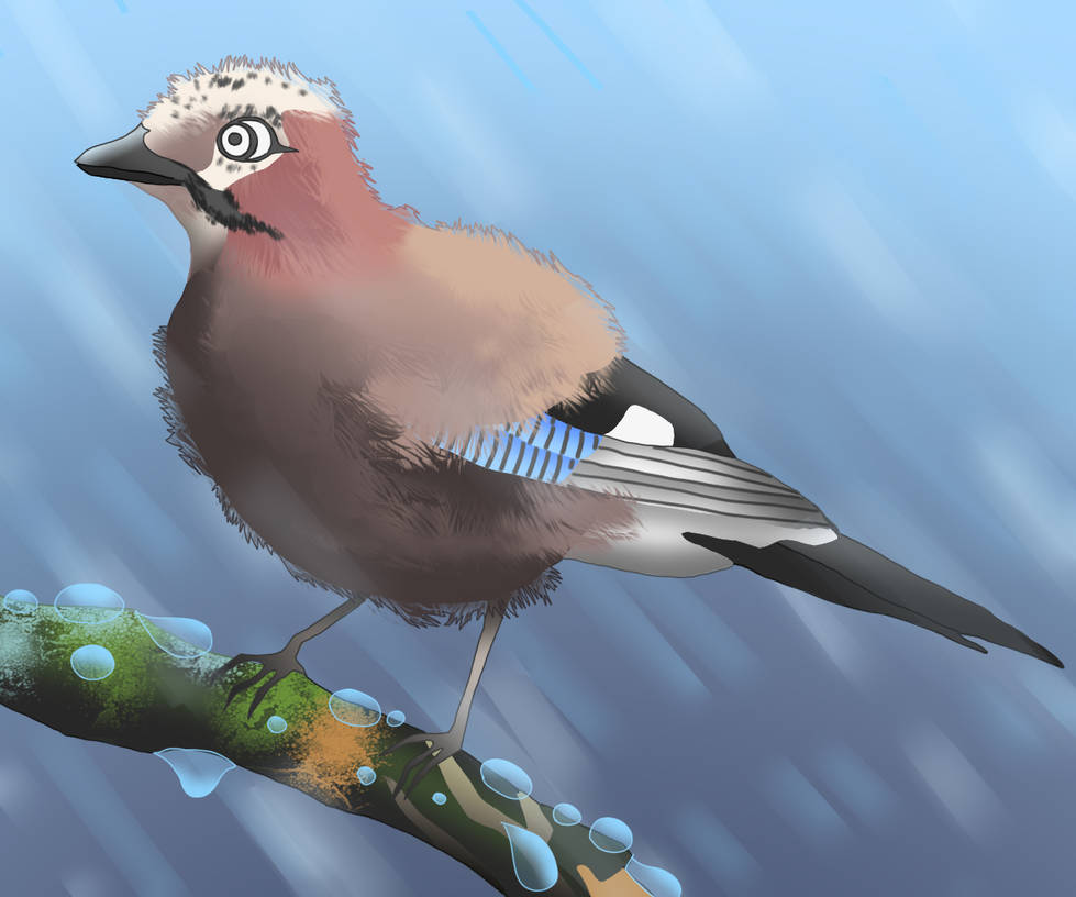 Jay Bird By MeriWinter On DeviantArt jay-bird-by-meriwinter-on-deviantart