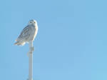 Snowy Owl by Grumpol