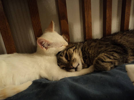 Kitten Cuddle 3