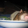 Rat in a Dish