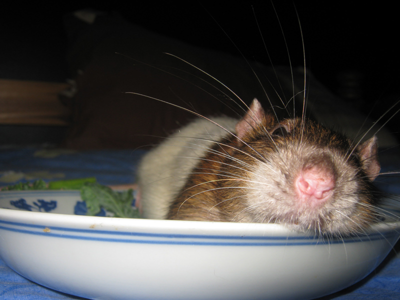 Rat in a Dish