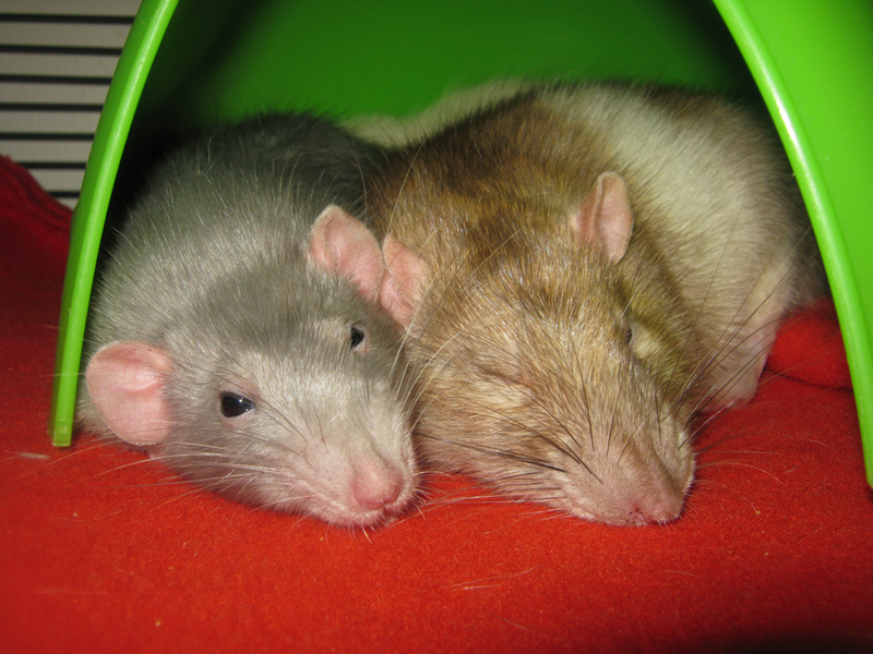 Spooning Rodents