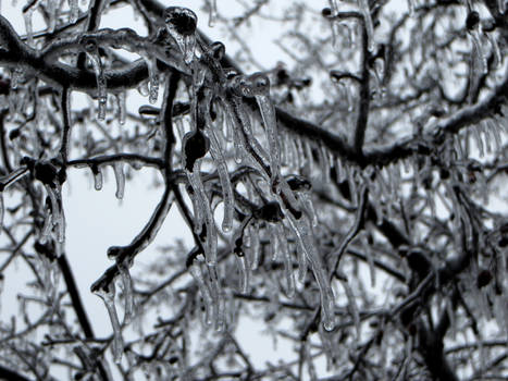 Iced branches 1