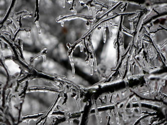 Iced branches 2