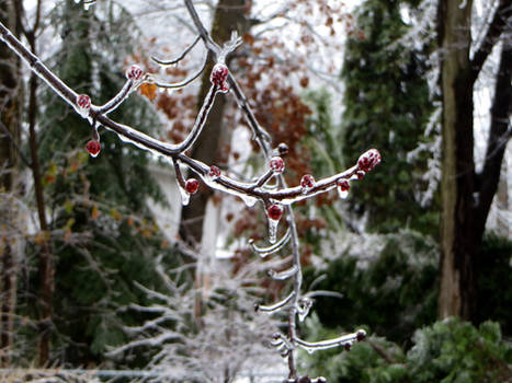 Iced branches 3