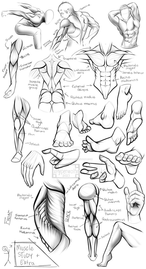 Muscle Study Male Muscle Study by xHyperwolfx on DeviantArt