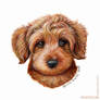 Golden Doodle Colored Pencil Drawing